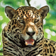 Illustration for article titled Jaguar? Yes!